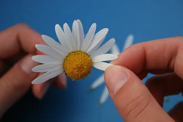 Das Gänseblümchen-Spiel, der Zweifel in den Sätzen „er liebt mich, er liebt mich nicht“, „sie liebt mich, sie liebt mich nicht“ kann sich in bestehenden Beziehungen anders wiederholen, wenn bspw. Unsicherheiten aufgrund von unterschiedlichen Liebessprachen auftauchen – Reflexion im Beziehungsworkshop bei Psychotherapiewissenschafterin MMag.a Louisa Abramov in 1030 Wien.