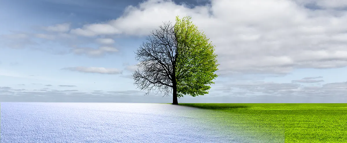 Beziehungen können manchmal wie ein in zwei Teile geteilter Baum erlebt werden, wobei eine Ambivalenz zwischen erlebter Eiseskälte, gefühlt kahlen Ästen und emotionaler Wärme mit blühenden Blättern entsteht – Reflexion im Beziehungsworkshop bei Psychotherapiewissenschafterin MMag.a Louisa Abramov in 1030 Wien.