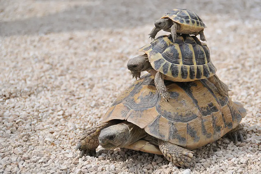 Das Gefühl, sich starr und langsam wie 1, 2, oder gar drei Schildkröten im Sand in der unbewusst hergestellten Beziehungsrolle zu bewegen, wobei unklar ist, welche Schildkröte man wann ist, kann in Beziehungen häufig entstehen – Reflexion der eigenen Identität in Beziehungen durch den Beziehungsworkshop bei Psychotherapiewissenschafterin MMag.a Louisa Abramov in 1030 Wien.